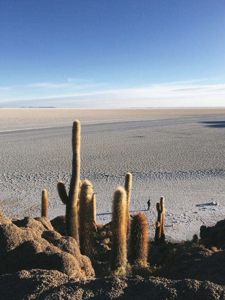 cactus south america