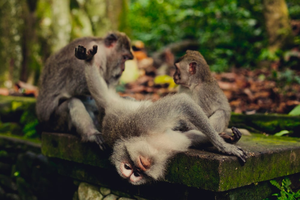 ubud badi monkeys