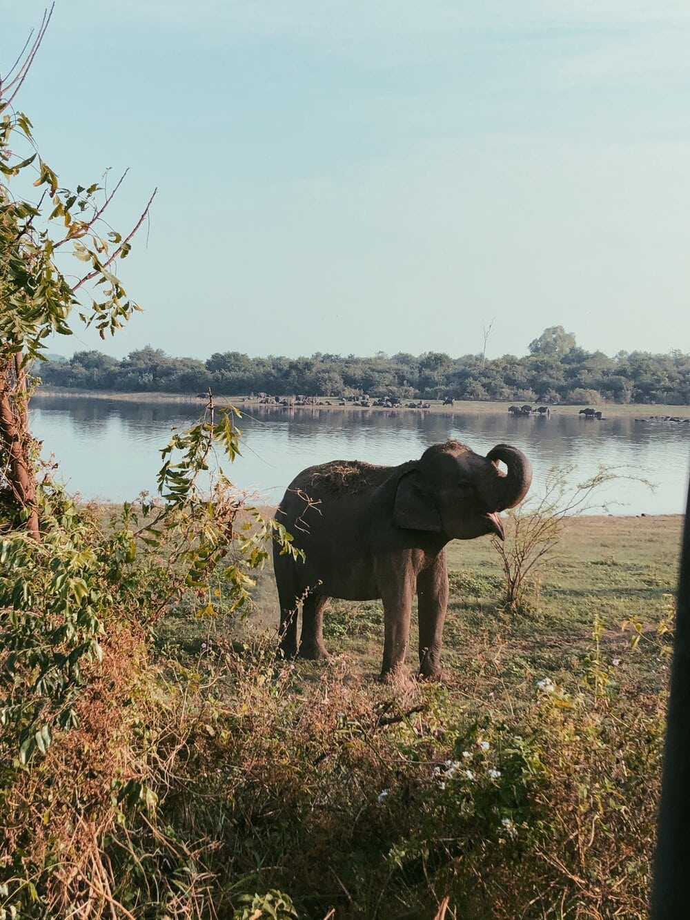 srilankan airlines one way ticket price